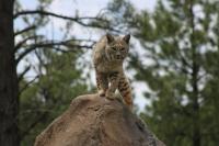 Illinois Bobcats: Here’s Where They Go When It Starts To Get Cold