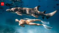 Scientists surveyed people who went on shark tours in Hawaii and found they were 40% more likely to engage in shark conservation than they would have been without the experience
