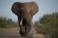 Scientists traced how the death of one elephant can affect the ecosystem