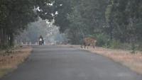 Can wildlife thrive in India without active human intervention?