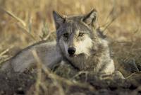 At Trump’s order, U.S. Department of Agriculture asks Colorado to review state wolf policies, protection status