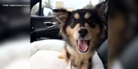 Maisie, one of four starved dogs found at Conestoga Lake, cleared for foster care