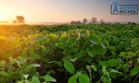 China Trade Uncertainty Adds Pressure to U.S. Soybean Markets