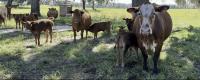Citrus County cattle company revamps farm tours, family activities