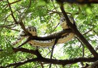 What Kochi’s wildlife sightings tell us about a changing ecology