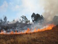 Authorities raise alarm over surge in fires, warn against threat to forest & wildlife