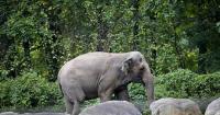 Animal Rights Activists Ask Court to Treat Elephants Like Humans