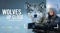 National Geographic’s ‘Wolves Up Close With Bertie Gregory’ Premieres on Nat Geo, Disney+, and Hulu In November