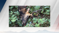 Oregon authorities seek info after 5×5 bull elk was found dead in Gopher Valley.
