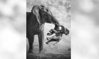 Powerful image of a grieving elephant wins Wildlife Photographer of the Year