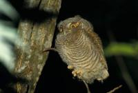 Explore Missouri’s nocturnal critters at a free Nature School After Dark event Oct. 30 in Columbia