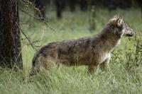 At Ninth Circuit, a Fight Over What ‘Recovered’ Means for Montana’s Wolves