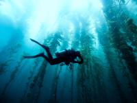 Countries urged to ramp up “insufficient” nature policies at COP17