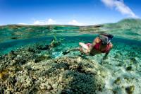 This Caribbean Island Has Some of the Best Snorkeling in the World—and It Has Friendly Stingrays, Coral Reefs, and a Famous Sandbar