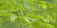 Kentucky lawmakers asked to lower hemp licensing fees by business owners
