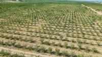 Water scarcity and costly imports threaten food security in landlocked countries