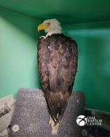 Scientists stunned by Jackie the bald eagle's cause of death