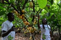 Ivory Coast scientists develop climate-resistant cocoa varieties