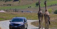 Oregon's lone drive-through animal park loses key accreditation