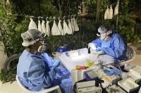 NIH revives network to study emerging diseases—but its new restrictions baffle scientists