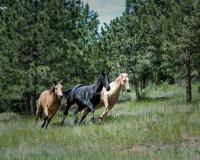 What is New York's Horse Thief Apprehension Society?