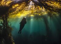 ‘Super’ El Niño spurs research on ecosystem impacts