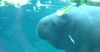 Three Orphaned Manatee Calves Arrive at Columbus Zoo for Rehab From Florida