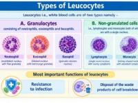 Leucocytes (White blood cells), it’s various types, and it’s count & treatment