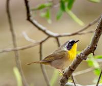 UK Bird Numbers Hit Record Low as 45 Percent of Species Decline
