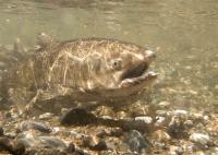 Lower Trinity River Nearing Quota; Adult Fall-Run Chinook Salmon Fishery to Close