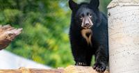 Wildlife rescue needs help feeding 13 orphan bear cubs