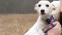 Small dog that escaped into Yellowstone wilderness for over a month found safe