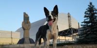 The Dogs of Chernobyl May Be Carrying a Nuclear Disaster Into the Next Generation. I Think We Need to Know the Truth.