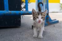A Family Fed A ‘Stray Kitten’ Noodles And Rice For A Year. It Was A New Cat Species