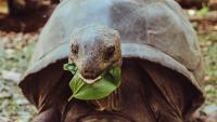 These Giant Tortoises On A Remote Seychelles Atoll Are Part Of A Remarkable Conservation Success