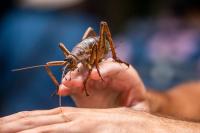 11,000 Mouse-Sized Insects Just Returned to New Zealand