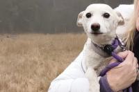 Family reunited with dog who was lost in Yellowstone National Park for over a month