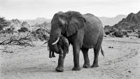 An Elephant Carrying Her Dead Calf Through a Namibian Riverbed Wins Wildlife Photographer of the Year 2026