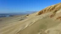Damaged Beach Grass Could Push a Coastal Dune Into Decline It Cannot Reverse on Its Own, Dutch Study Suggests