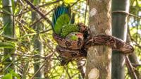 Frantic Flock Calls Led a Federal Biologist to a Boa Squeezing a Critically Endangered Puerto Rican Parrot Chick