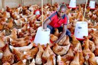 Cameroon’s Poultry Industry Fears Heavy Metal Study May Revive Calls for Chicken Imports