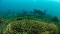 New Zealand Tests UV Lights and Suction Dredges Against a Wily Invasive Seaweed Spread on Boat Anchors and Fishing Gear