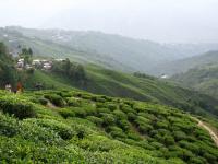 India’s Tea Economy: Production, Consumption, and Trade