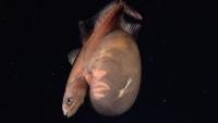 Rare Black Swallower Fish Filmed Off Trinidad and Tobago with a Stomach So Stretched Its Organs Show Through