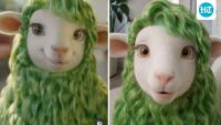 Who is Buck? New Zealand bank’s sheep mascot becomes target of explicit memes