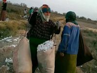 Turkmenistan Mobilizes Civil Servants to Pick Cotton; Farmers Underpaid for Their Harvest