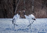 Watch Japanese Cranes Dance to a Live Cover of ABBA's 'Mamma Mia'