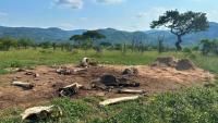 A Dead Elephant Keeps Reshaping Kruger's Savanna for Nearly Eight Years, Study of 40 Death Sites Finds