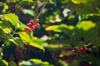 Southern Italy Is Now Suitable For Growing Coffee
