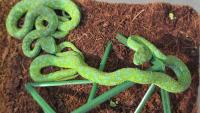 37 venomous snakes and 55 lizards packed into a suitcase: German airport customs left stunned